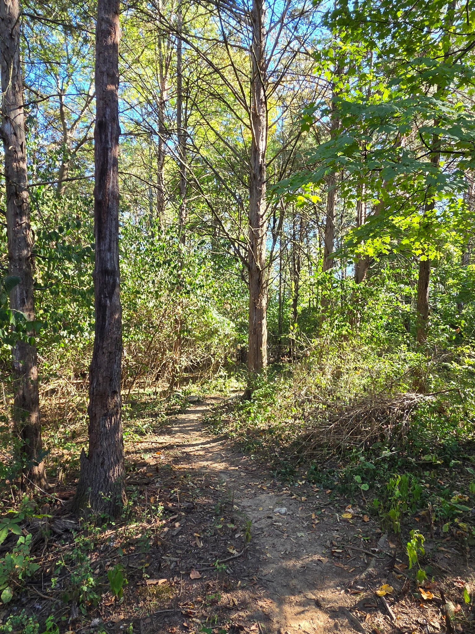 Wooded community walking path near Percy Priest Lake